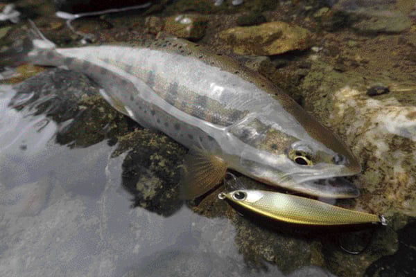 ニジマス！アメマス！イトウ！が釣れる！フラットサイドミノーの大物